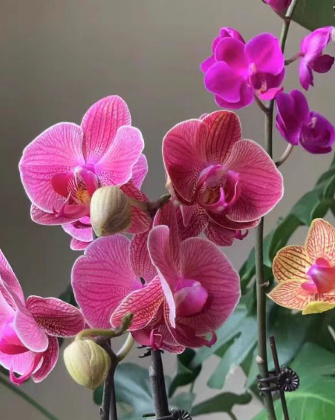 蝴蝶兰什么季节翻盆好？蝴蝶兰什么情况下必须翻盆？