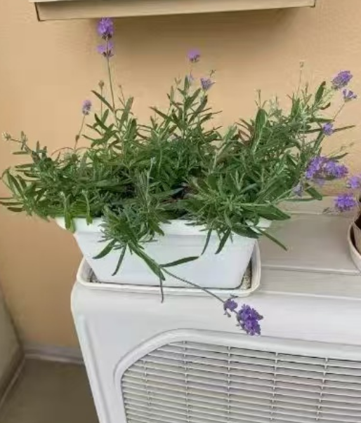 室内养植物可以改善睡眠吗？可以助眠的室内植物有哪些？
