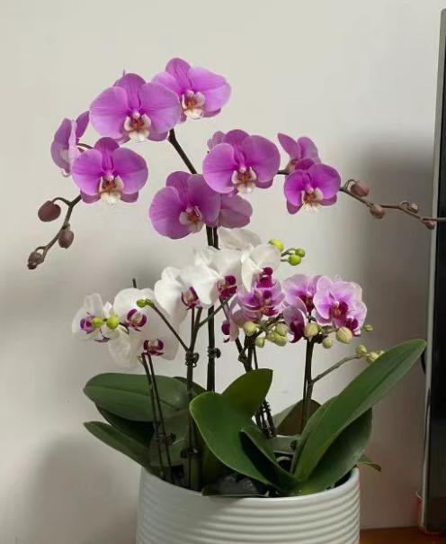 蝴蝶兰需要剪根吗？蝴蝶兰剪根后需要用百菌清消毒吗？