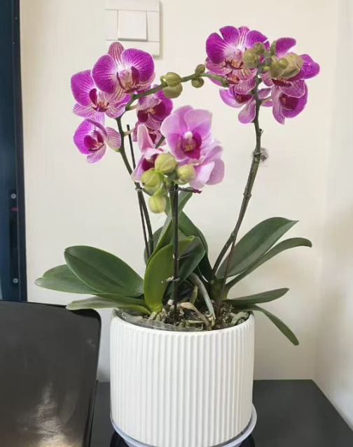 蝴蝶兰花后苗和新苗哪个好？蝴蝶兰花后苗怎么养护？