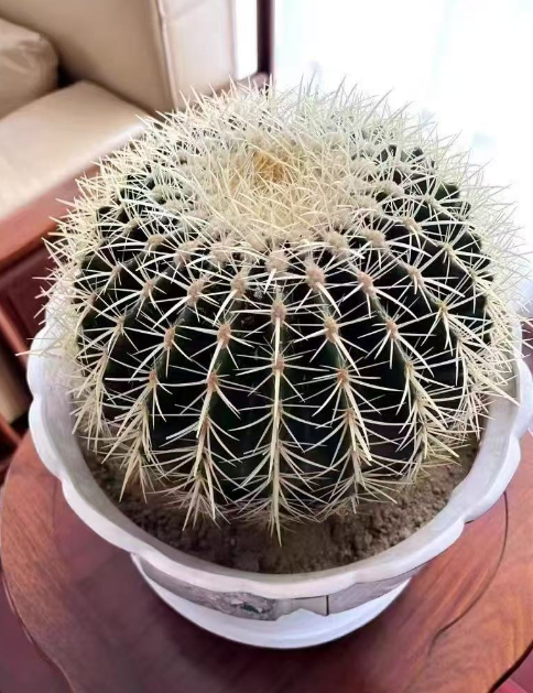 懒人养什么植物最好？懒人养什么花好养还不死？