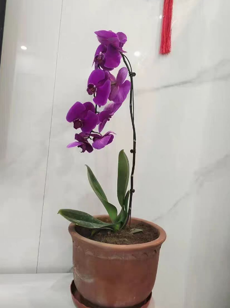 蝴蝶兰花后苗好养吗？蝴蝶兰花后苗怎么种植？