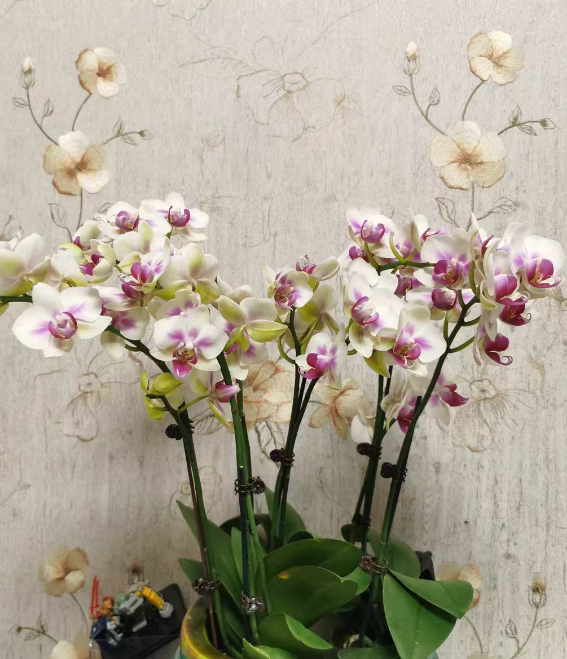 蝴蝶兰肥料过浓会烧叶子吗？蝴蝶兰肥害了怎么办？