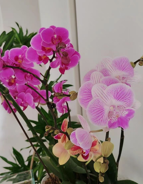 蝴蝶兰剪根后晾多久？蝴蝶兰剪根后多久长出新根？