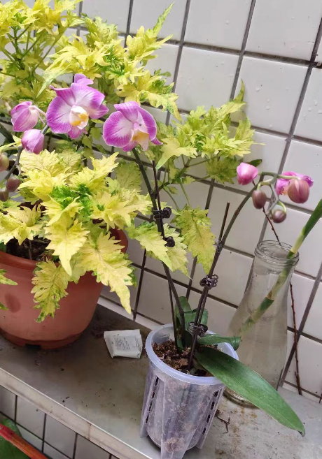 蝴蝶兰什么条件下开花？蝴蝶兰用什么肥才能开花多？