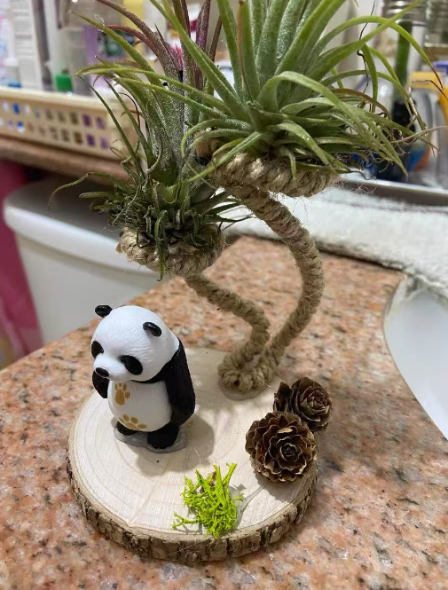 如何选择适合室内的绿植观赏叶类花卉？耐干燥和低温植物有哪些？