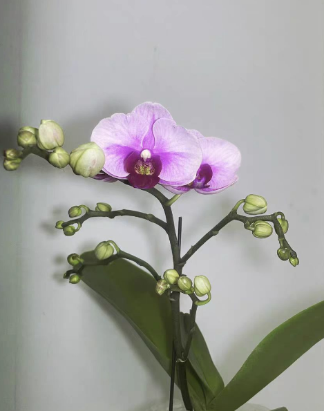 蝴蝶兰花后苗是什么意思？蝴蝶兰花后苗多久能开花？