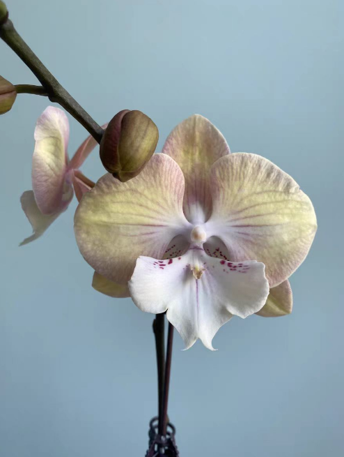 蝴蝶兰的侧芽掰断了还能活吗？蝴蝶兰的侧芽如何修剪？