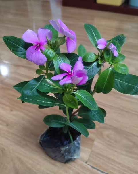什么花便宜好看又好养？便宜好看又好养花期还长的四种花卉推荐