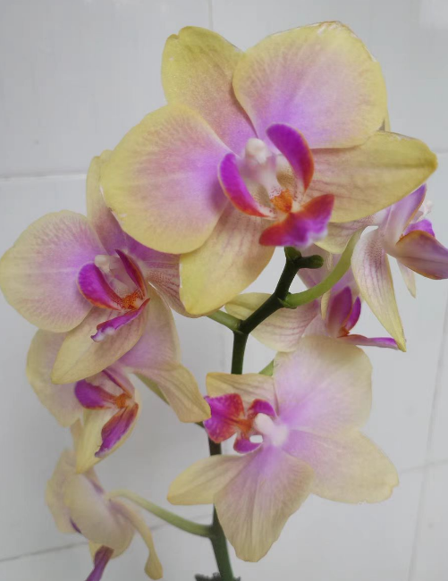 怎么看蝴蝶兰植料好坏？蝴蝶兰植料发霉怎么办？