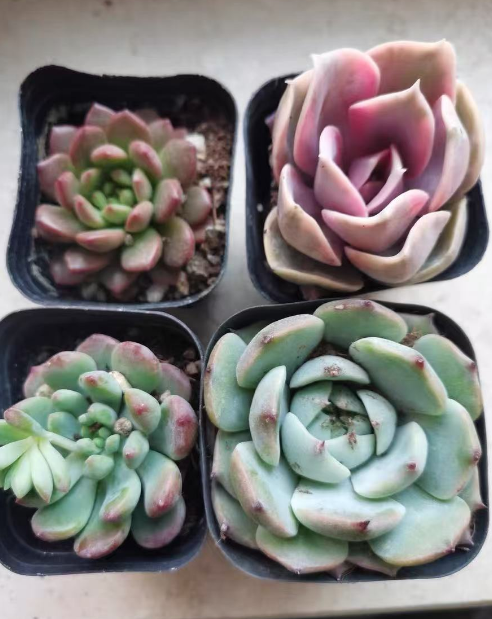 家里有小孩适合养什么花草植物？对小孩友好的植物有哪些？