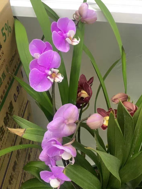 蝴蝶兰花后苗为什么难养？蝴蝶兰花后苗有什么坏处？