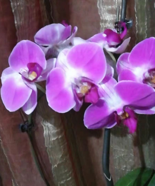 蝴蝶兰的侧芽怎样分开？蝴蝶兰的侧芽怎么样给它割下来？