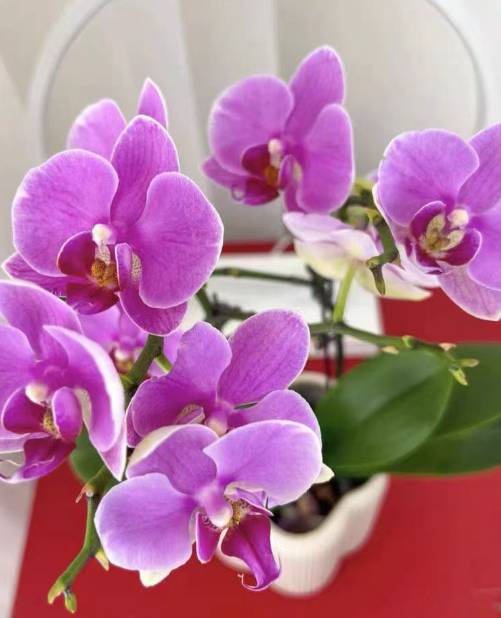 蝴蝶兰花后苗能买吗会开花吗？怎么看蝴蝶兰是不是花后苗？