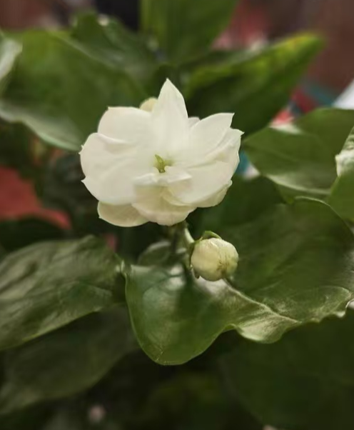 哪些花卉不怕雨水淋？不怕雨水的花卉品种有哪些？