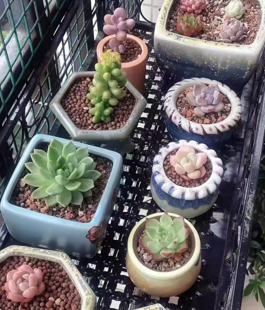春季对哪些花卉有影响？怕雨淋怕涝的植物有哪些？
