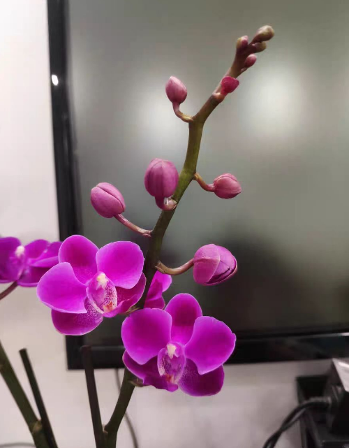 蝴蝶兰刚买回来需要换盆吗？刚到家的蝴蝶兰需要缓苗多久？