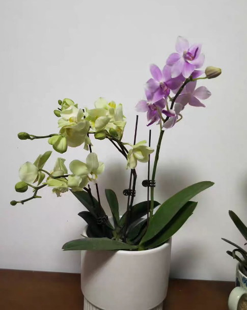蝴蝶兰刚剪了根可以种吗？蝴蝶兰剪根后能晒太阳吗？