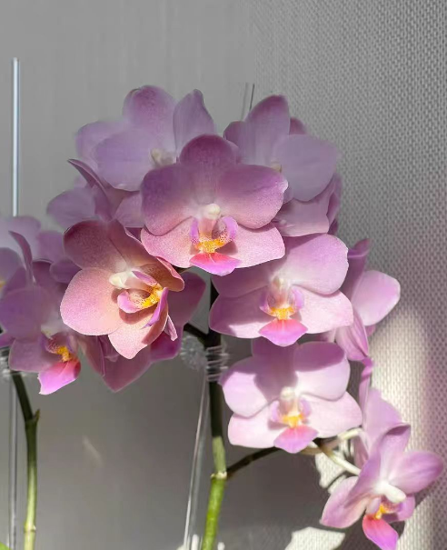蝴蝶兰新苗好还是花后苗好？蝴蝶兰新苗和花后苗的区别有哪些？