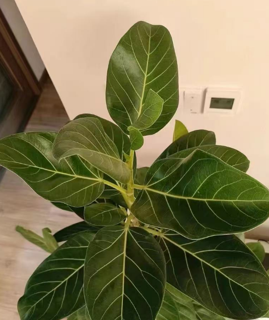 夏天花卉绿植容易死吗？哪些室内花卉耐热又好看呢？