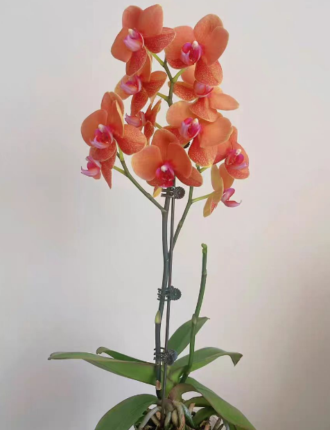 蝴蝶兰分株怎么分？蝴蝶兰分株根叶有数量要求吗？