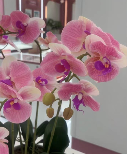 蝴蝶兰分株后来年还会开花吗？蝴蝶兰分株后多久开花？