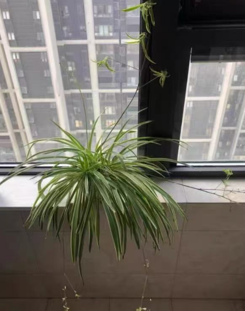 封闭室内可以养绿植吗？封闭的室内适合养什么植物？