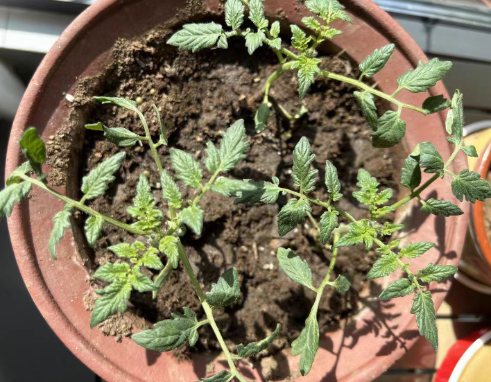 圣女果几月种植最好？圣女果播种到成熟几个月?