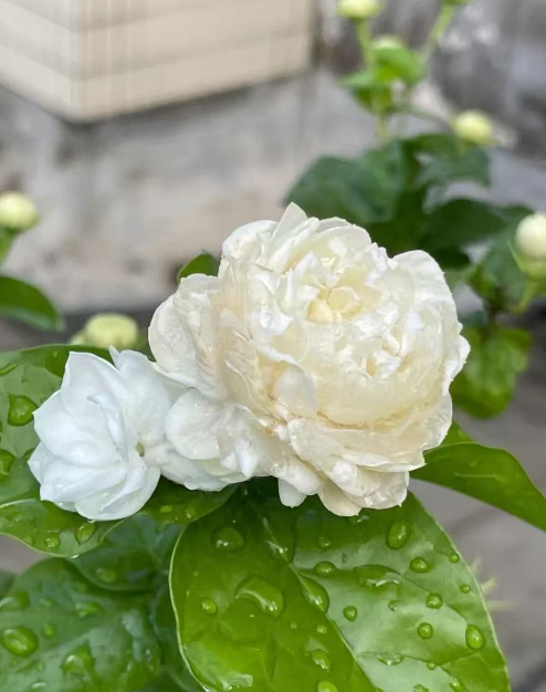 既好看又好闻的花有哪些？什么花一年四季都开又香又好看？