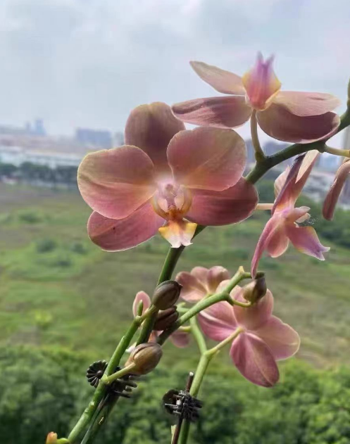 蝴蝶兰分株后怎么浇水？蝴蝶兰分株后怎么养护？