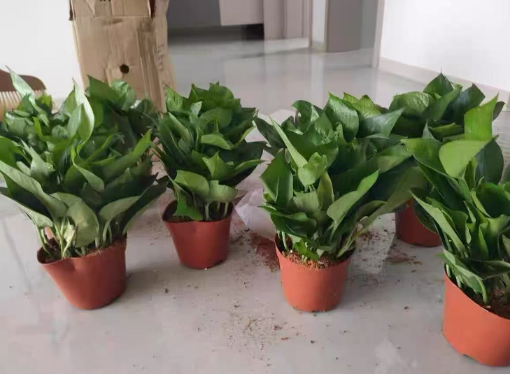 什么花吸收甲醛最快效果最好？可以净化空气的室内盆栽植物推荐