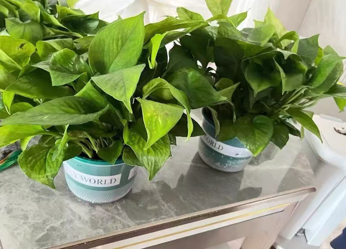 没有肥料怎么养花？可以不用施肥的室内花卉植物有哪些？