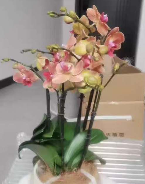 蝴蝶兰靠什么吸水？蝴蝶兰怎么吸收营养？