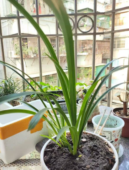 花卉都容易烂根吗？容易烂根的植物有哪些品种？
