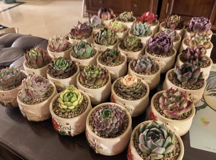 空间有限想养植物可以吗？适合房间窗台的小型花卉有哪种？