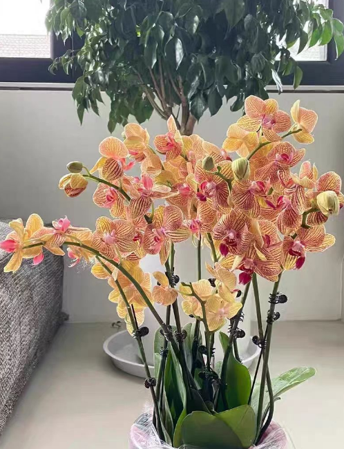 蝴蝶兰分株后需要修剪吗？蝴蝶兰分株后有哪些注意事项呢？