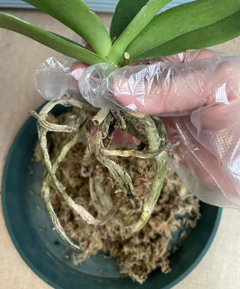 多菌灵对人体有害吗花草专用多菌灵？多菌灵的作用和用途？