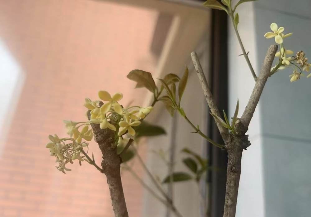 植物修剪什么季节最佳？植物生长期长好还是短好呢？