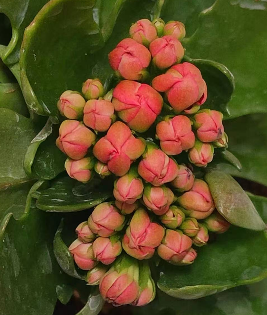 常见的开花好看的室内花卉有哪些？室内开花最漂亮的花有哪几种？