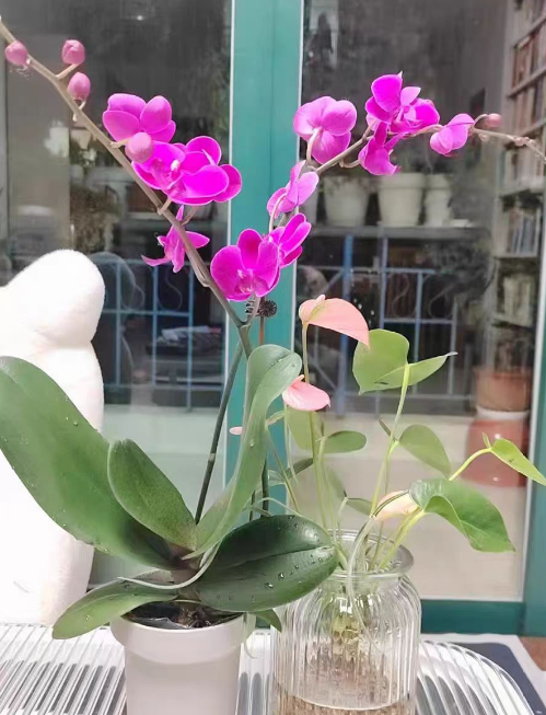 蝴蝶兰叶片有恶臭味怎么回事？蝴蝶兰叶片有恶臭味怎么处理？