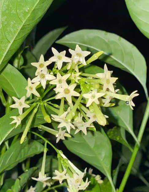 什么植物不适合放在卧室里养？哪些花卉影响睡眠？