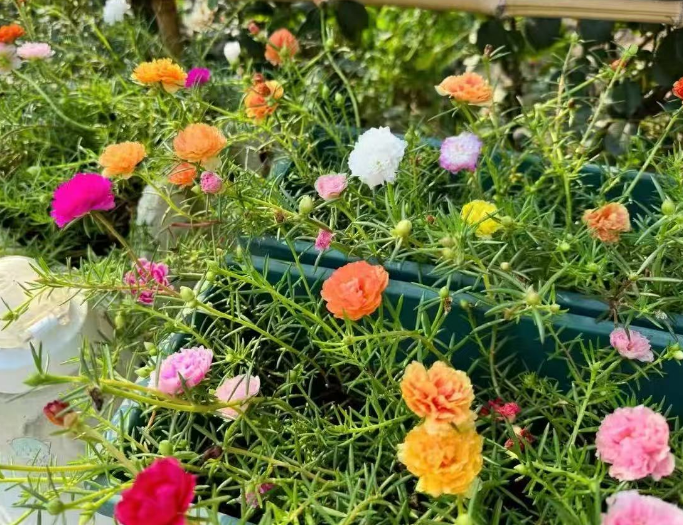 夏天高温可以种花吗？什么花可以夏季高温播种呢？