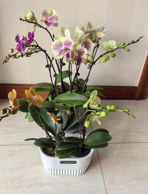 蝴蝶兰成熟苗有多大？蝴蝶兰成熟苗有什么特点？