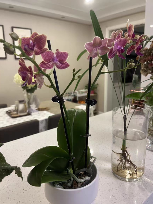 蝴蝶兰大苗和小苗有啥区别？蝴蝶兰大苗好还是小苗好？