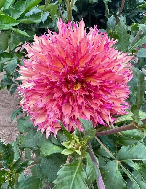 家里种什么花开花大还好养？开花又大又好看的花有哪些？