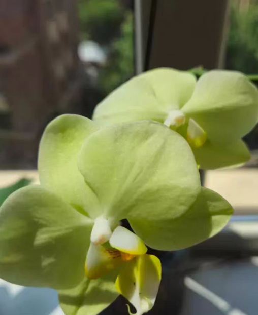 蝴蝶兰高温可以分株吗？蝴蝶兰高温分株好吗？