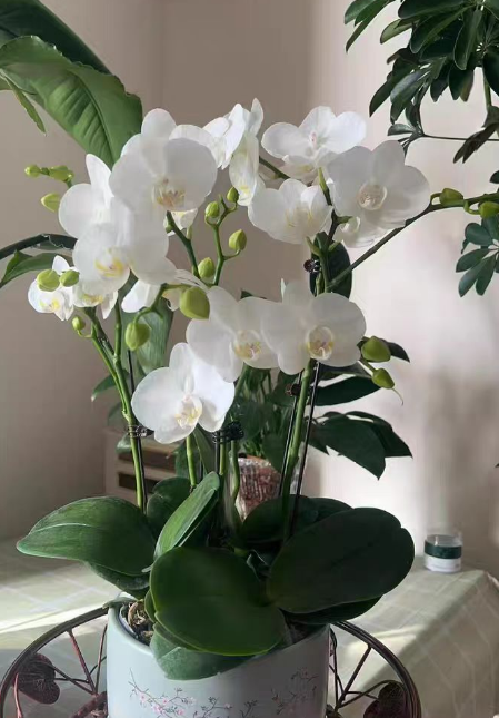 蝴蝶兰怎么脱盆换盆？蝴蝶兰怎么脱盆最快？