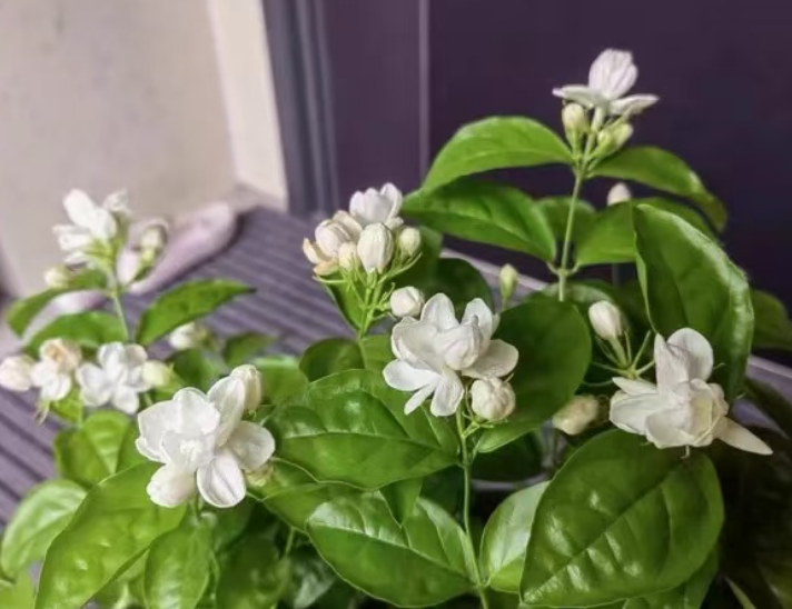 浓香型花卉有哪些？花期长好养护的浓香型花卉推荐