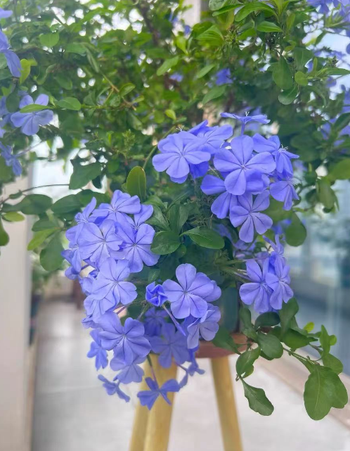 什么花夏天需要多浇水？夏天容易旱死的植物有哪些？
