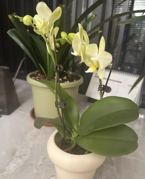 蝴蝶兰催芽剂怎么用？蝴蝶兰催芽剂可以催花剑吗？